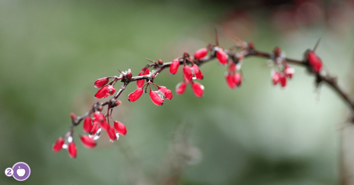 Berberine