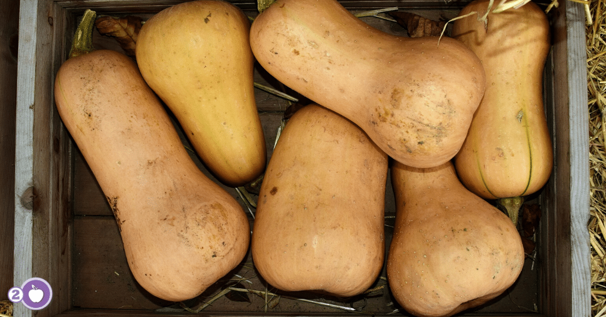 Butternut Squash