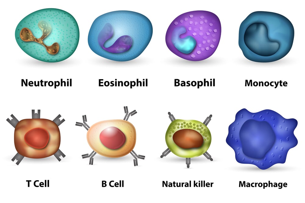 Neutrophil - Tracking Your Health With White Blood Cells - HealthStatus